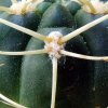 Gymnocalycium _monvillei _ssp.monvillei_ GC391.02 _03